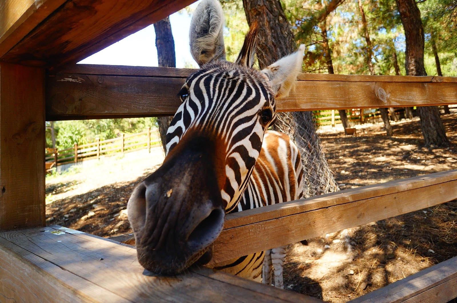 Сводите ребёнка в зоопарк